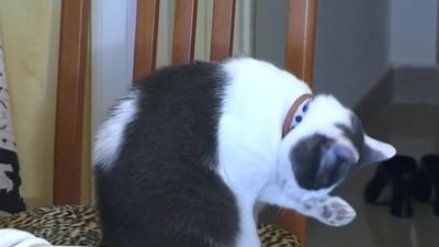 anal brown from Arabian Dicks